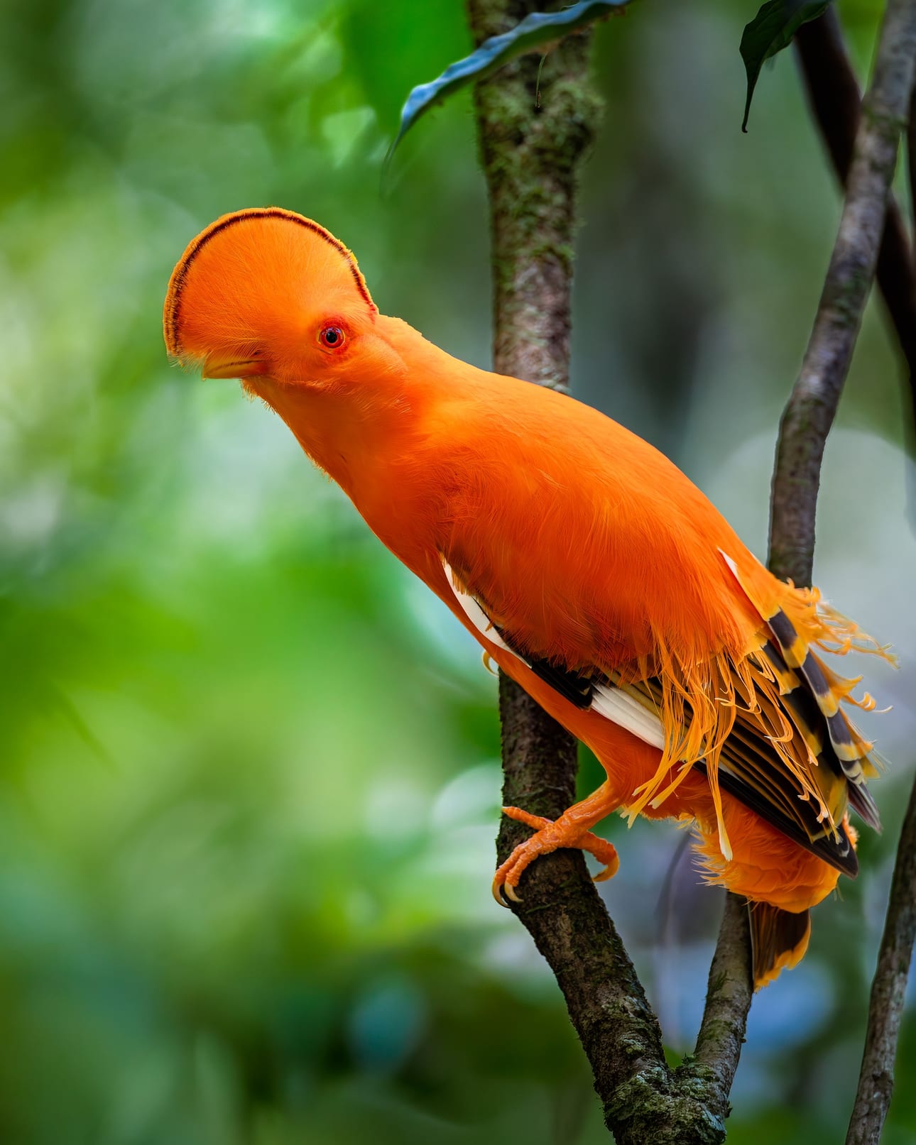 Galo-da-Serra 1, fotografia fine art de Bruno Boni. O galo-da-serra (Rupicola rupicola) captado de perfil, exibindo a crista semicircular que revela a posição do bico e o…
